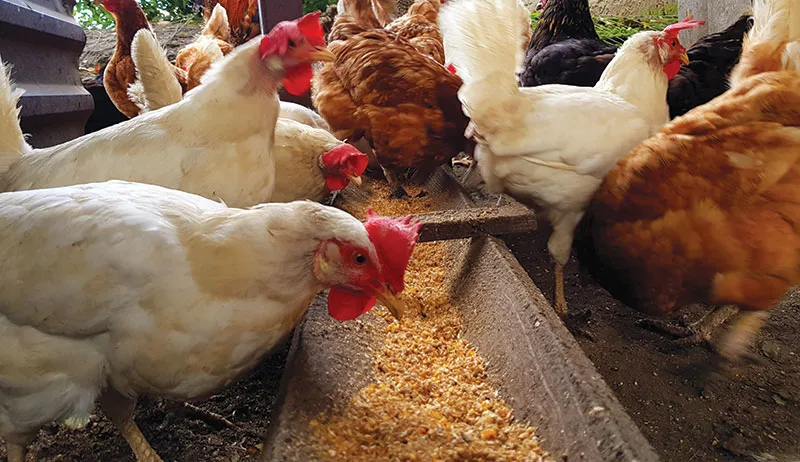 Poultry Feed 