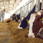 healthy-dairy-cows-feeding-on-600nw-1925688962